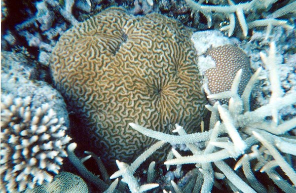 Corals